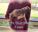 Small Photo #3 Boxer Puppy For Sale in WAUCHULA, FL, USA