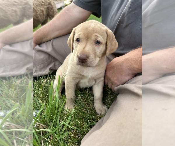Medium Photo #5 Labrador Retriever Puppy For Sale in FREDERICKSBG, OH, USA