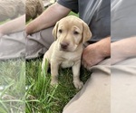 Small #3 Labrador Retriever