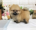 Small Photo #4 Pomeranian Puppy For Sale in CHICAGO, IL, USA