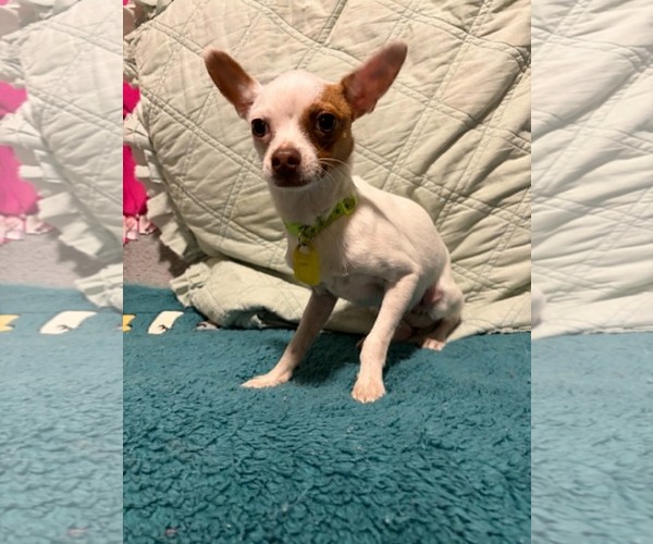 Medium Photo #2 Chihuahua-Unknown Mix Puppy For Sale in Mukwonago, WI, USA