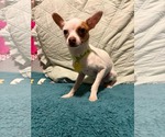 Small #1 Chihuahua Mix
