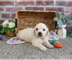 Small #1 Golden Retriever