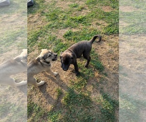 American Pit Bull Terrier-Siberian Husky Mix Puppy for sale in NEW BETHLEHEM, PA, USA