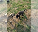 Small American Pit Bull Terrier-Siberian Husky Mix