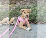 Val - Female Beagle-Unknown Mix Dog for Adoption - Small photo
