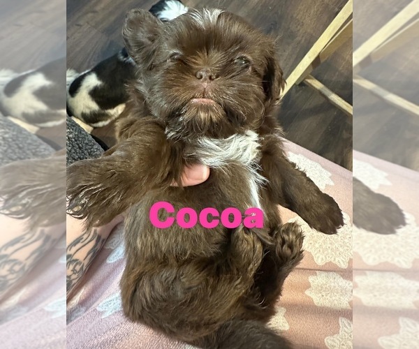 Medium Photo #2 Shih Tzu Puppy For Sale in BERKELEY SPRINGS, WV, USA