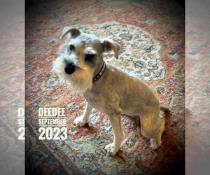 Mother of the Schnauzer (Miniature) puppies born on 10/16/2023