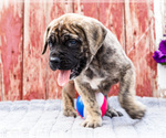 Small #10 Mastiff