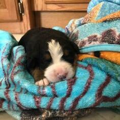 Bernese Mountain Dog Puppy for sale in FINLAYSON, MN, USA