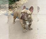 Small #3 French Bulldog