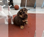 Small Photo #1 Bulldog Puppy For Sale in GARDEN GROVE, CA, USA