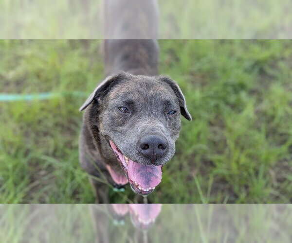 Medium Photo #1 Labrador Retriever-Unknown Mix Puppy For Sale in Ocala, FL, USA