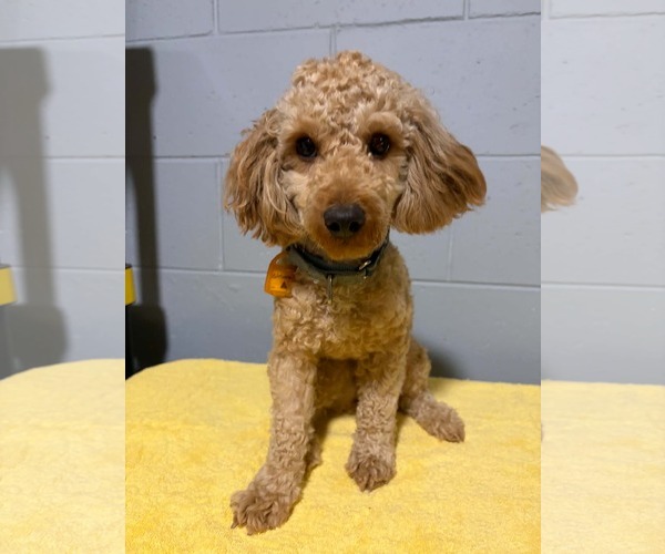 Medium Photo #1 Poodle (Miniature) Puppy For Sale in Mukwonago, WI, USA