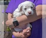 Small #3 American Staffordshire Terrier-Boston Terrier Mix