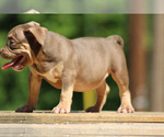 Small Photo #11 American Bully Puppy For Sale in MOUNT OLIVE, AL, USA