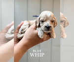 Image preview for Ad Listing. Nickname: Whip