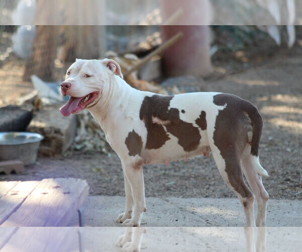 Medium Photo #2 American Pit Bull Terrier-Unknown Mix Puppy For Sale in El Centro, CA, USA