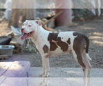 Small #1 American Pit Bull Terrier Mix