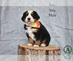 Puppy Yota Bernese Mountain Dog