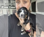 Small #83 Bernedoodle