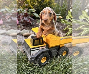 Dachshund Puppy for sale in MIDDLEBURY, IN, USA