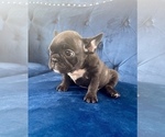 Small Photo #15 French Bulldog Puppy For Sale in JACKSON, MS, USA