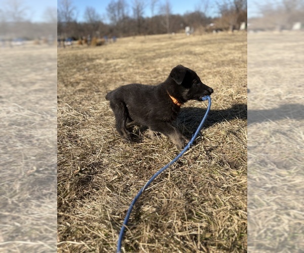 Medium Photo #4 German Shepherd Dog Puppy For Sale in SUMPTER TWP, MI, USA
