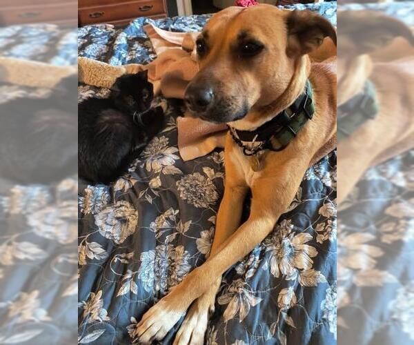 Medium Photo #1 Carolina Dog Puppy For Sale in Louisville, KY, USA