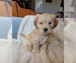 Small #27 Lhasa Apso