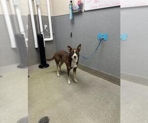 Siberian Husky-Unknown Mix Dogs for adoption in Las Vegas, NV, USA