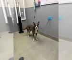 Small Siberian Husky Mix