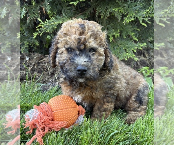 Medium Photo #2 Whoodle (Miniature) Puppy For Sale in MIDDLEBURY, IN, USA
