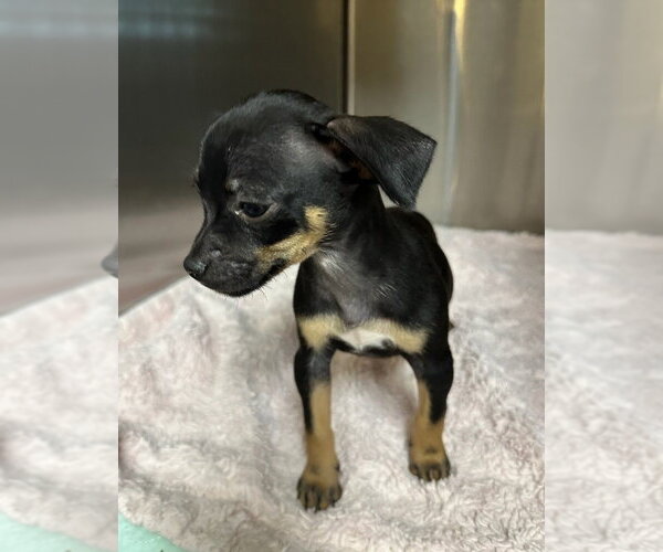 Medium Photo #3 Chihuahua-Unknown Mix Puppy For Sale in Oak Bluffs, MA, USA