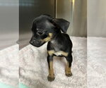 Small #2 Chihuahua Mix