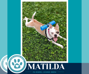 Matilda 091926 - Female French Bulldog-Unknown Mix Dog for Adoption - Photo #2