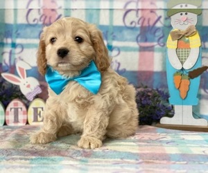 Cocker Spaniel-Poovanese Mix Puppy for sale in LANCASTER, PA, USA