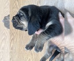Small #2 Bloodhound