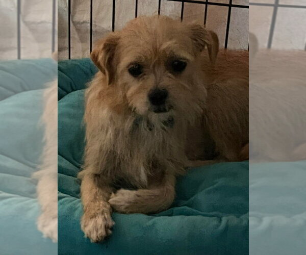 Medium Photo #1 Cairn Terrier-Unknown Mix Puppy For Sale in Aurora, IN, USA