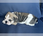 Image preview for Ad Listing. Nickname: Litter of 7