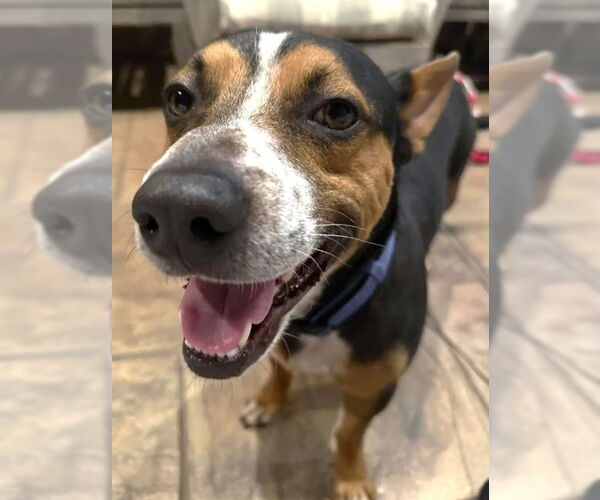 Medium Photo #4 Mutt Puppy For Sale in Boonton, NJ, USA