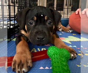 Rottweiler-Unknown Mix Dogs for adoption in San Juan Capistrano, CA, USA