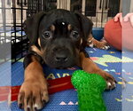 Small Rottweiler Mix