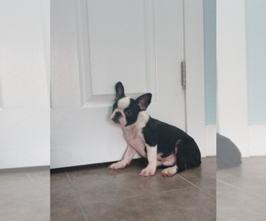 French Bulldog Puppy for sale in ADAMS CITY, CO, USA