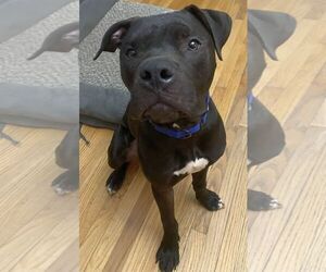 Turtle NJ - Male Bullboxer Pit Dog for Adoption - Photo #14