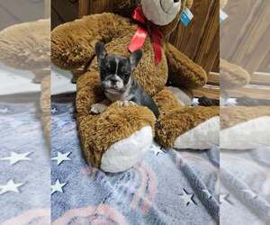 French Bulldog Puppy for sale in MILLERSBURG, OH, USA