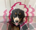 Puppy Pinkie Pie Bernese Mountain Dog
