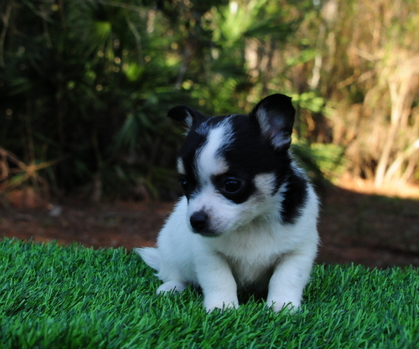 Medium Photo #10 Chiranian Puppy For Sale in SAINT AUGUSTINE, FL, USA