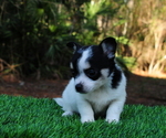 Small Photo #10 Chiranian Puppy For Sale in SAINT AUGUSTINE, FL, USA