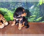 Small Photo #12 Golden Mountain Dog Puppy For Sale in BLACK FOREST, CO, USA
